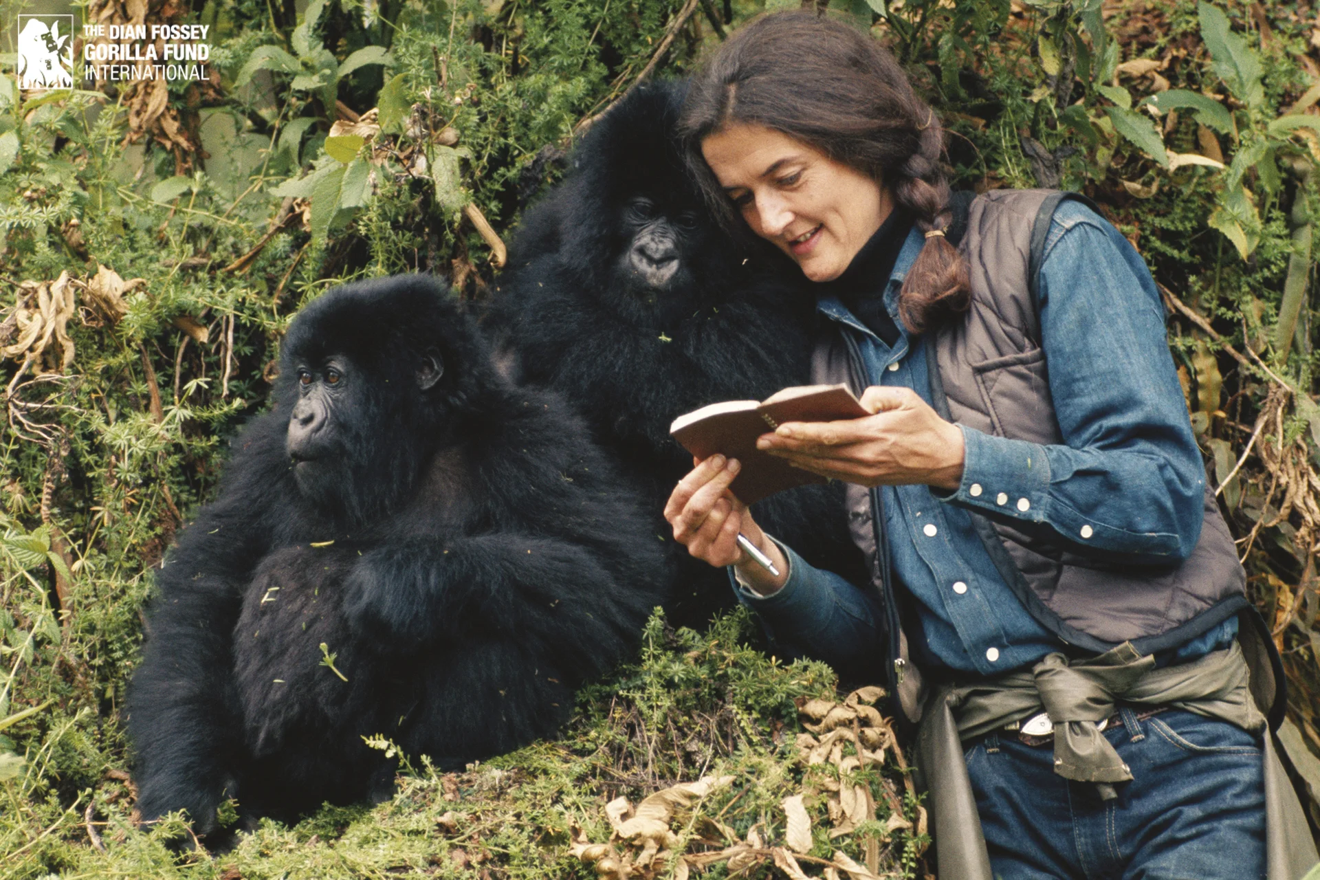 Kong — 2