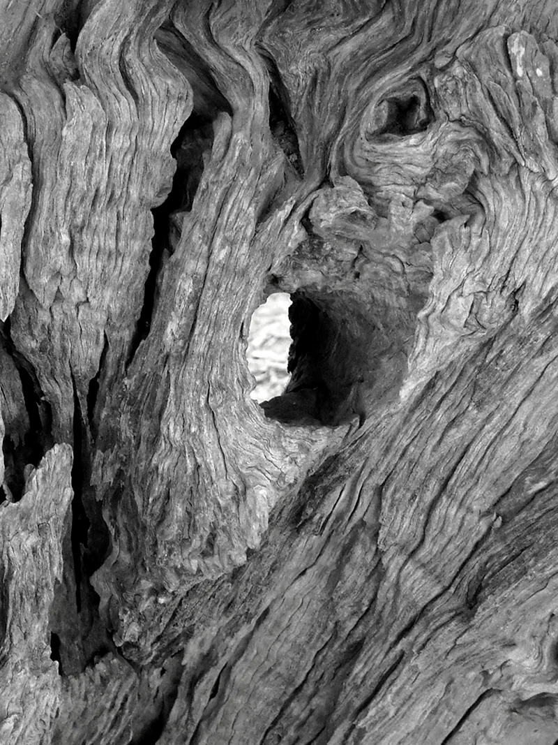 Oliva — 4